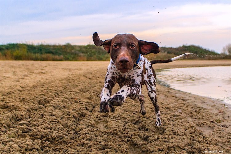 Top 5 Essential Insights on German Shorthaired Pointers