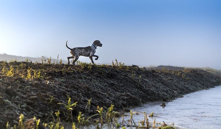 Top 5 Essential Insights on German Shorthaired Pointers