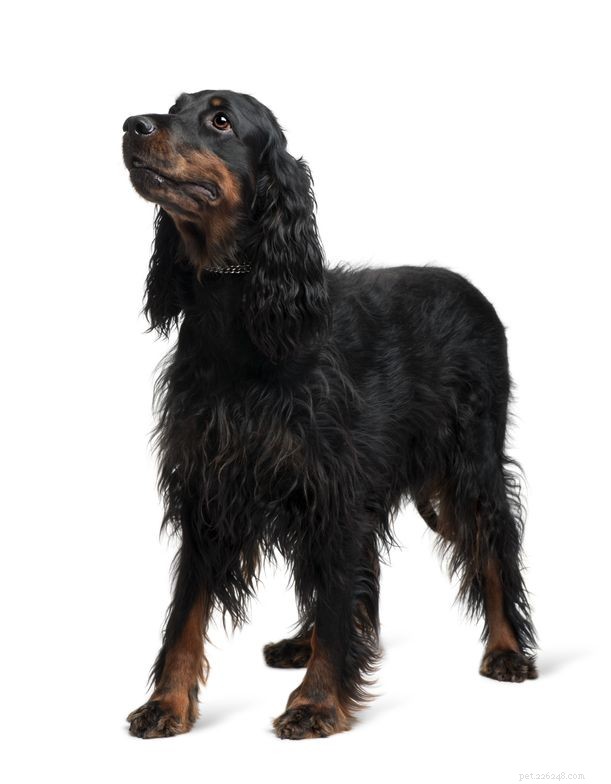 Gordon Setters: 5 Essential Facts About This Sporting Dog