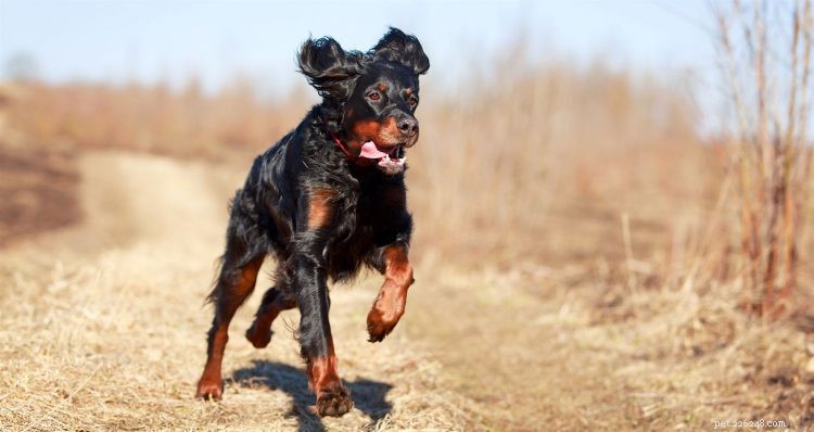 Gordon Setters: 5 Essential Facts About This Sporting Dog