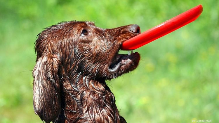 5 Essential Facts About Irish Setters: Traits, Care & Companionship