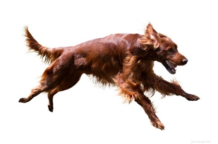 5 Essential Facts About Irish Setters: Traits, Care & Companionship