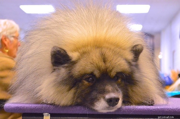 The Ultimate Keeshond Guide: Key Traits, Origins, and Care