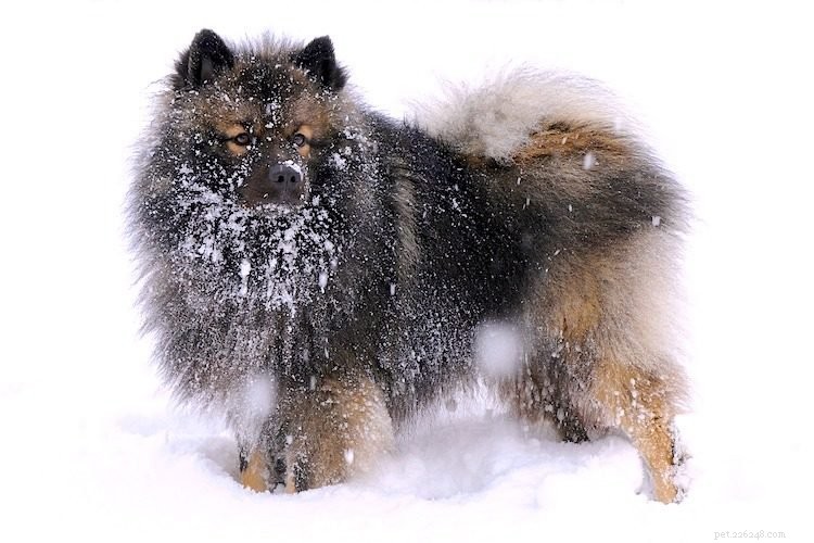 The Ultimate Keeshond Guide: Key Traits, Origins, and Care