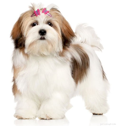 5 Essential Facts About the Lhasa Apso: A Guide for Prospective Owners