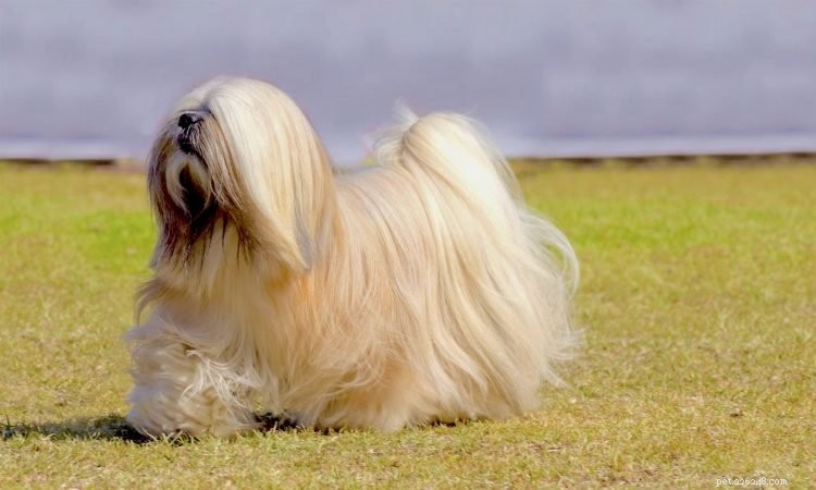 5 Essential Facts About the Lhasa Apso: A Guide for Prospective Owners