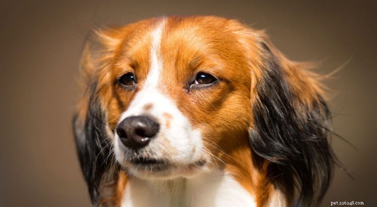 5 Essential Facts About the Kooikerhondje Dog