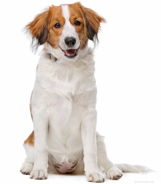 5 Essential Facts About the Kooikerhondje Dog