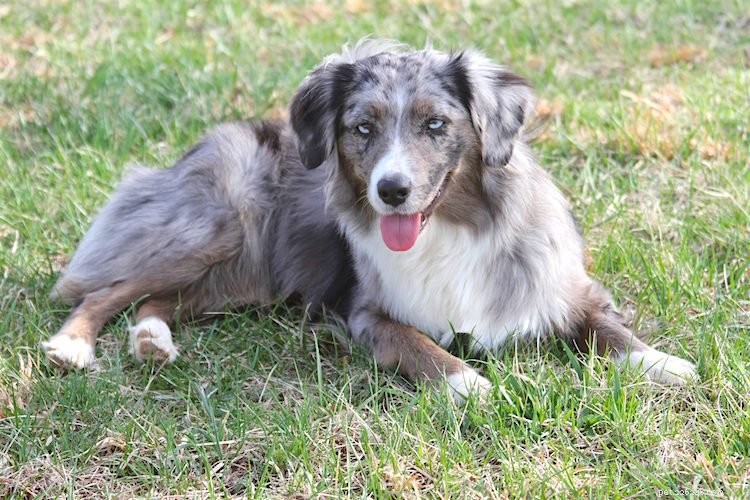 Miniature American Shepherds: 5 Expert Insights You Should Know