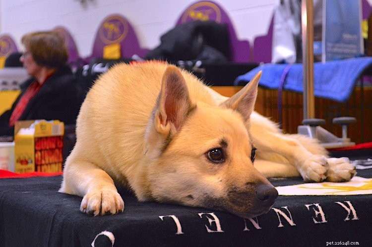 5 Essential Facts About Norwegian Buhunds: What You Need to Know
