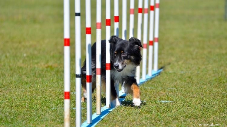 Miniature American Shepherds: 5 Expert Insights You Should Know