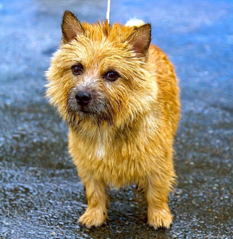 Essential Facts About Norwich Terriers: 5 Key Insights