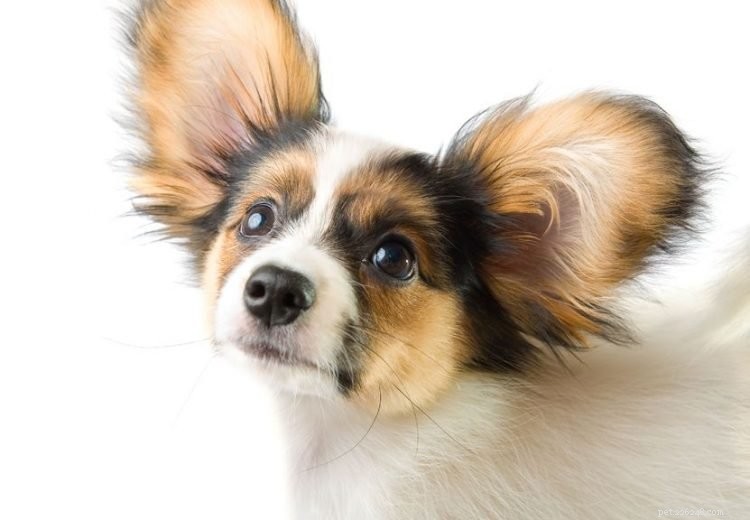 5 Essential Facts About Papillon Dogs