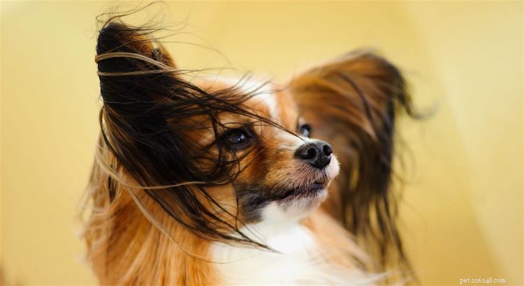 5 Essential Facts About Papillon Dogs