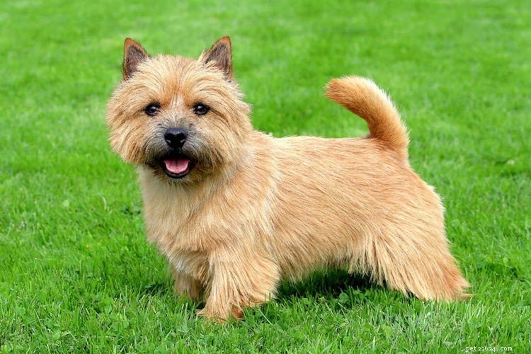 Essential Facts About Norwich Terriers: 5 Key Insights