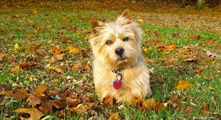 Essential Facts About Norwich Terriers: 5 Key Insights