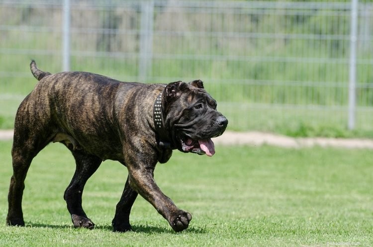 Top 5 Facts About the Powerful Presa Canario Dog