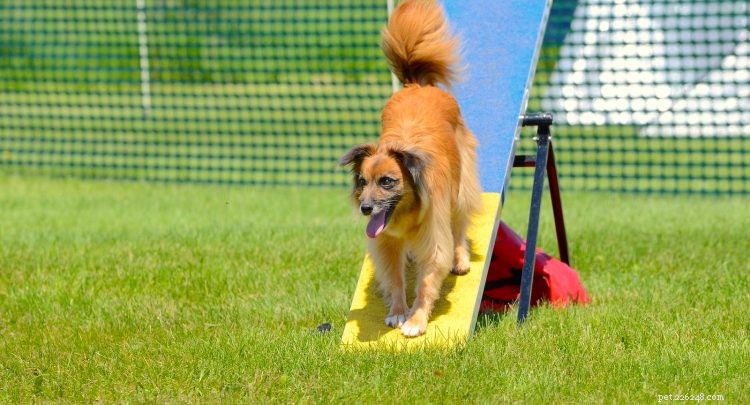The Pyrenean Shepherd: 5 Essential Facts About This Agile Herding Dog