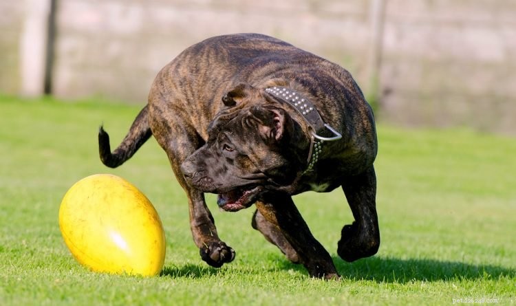 Top 5 Facts About the Powerful Presa Canario Dog