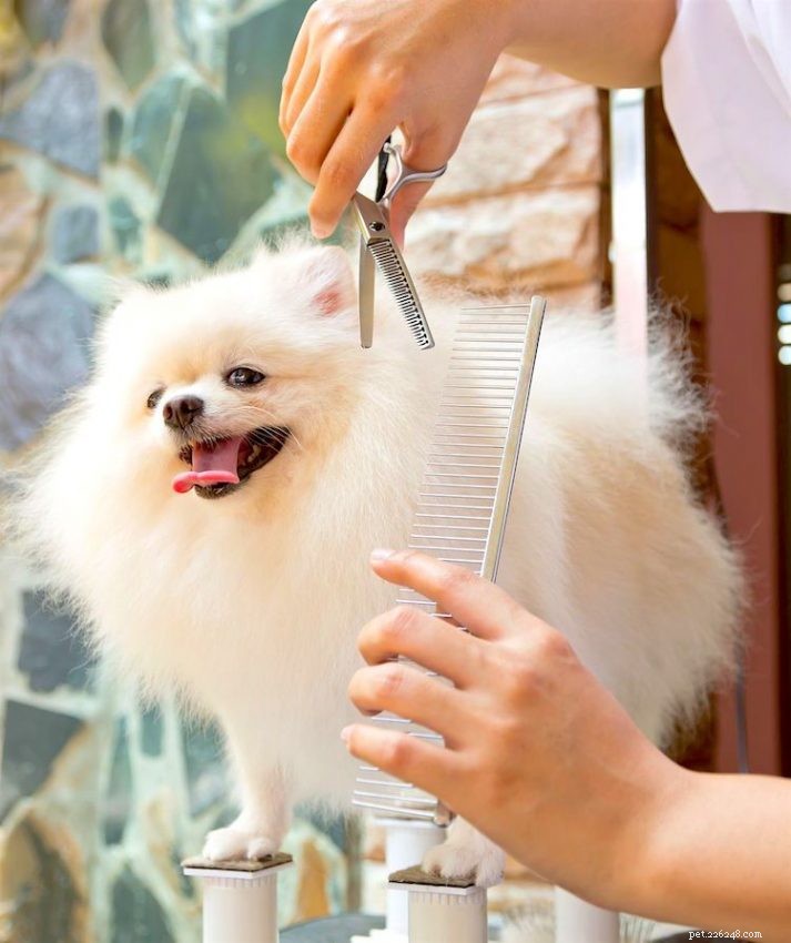 The Ultimate Guide: 5 Key Facts About Pomeranian Dogs