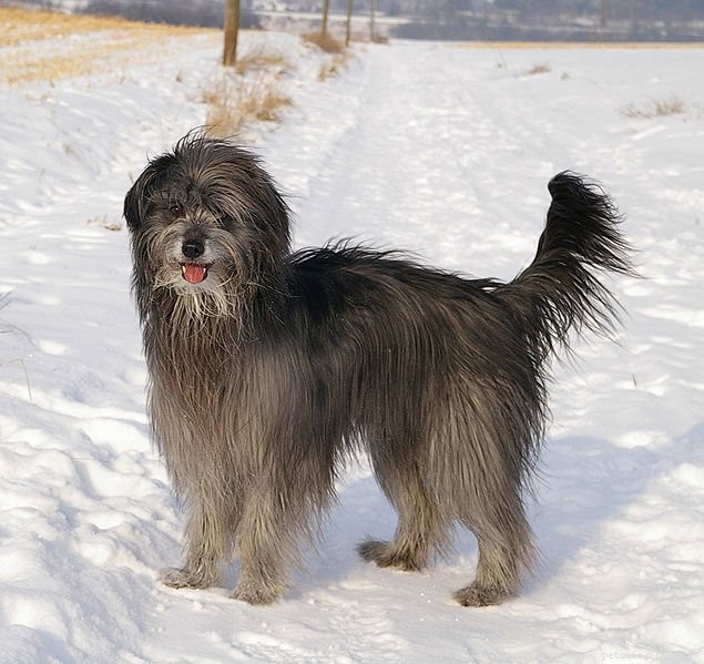 The Pyrenean Shepherd: 5 Essential Facts About This Agile Herding Dog
