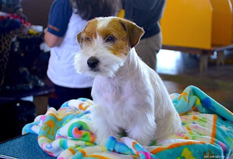 5 Key Facts Every Russell Terrier Owner Should Know