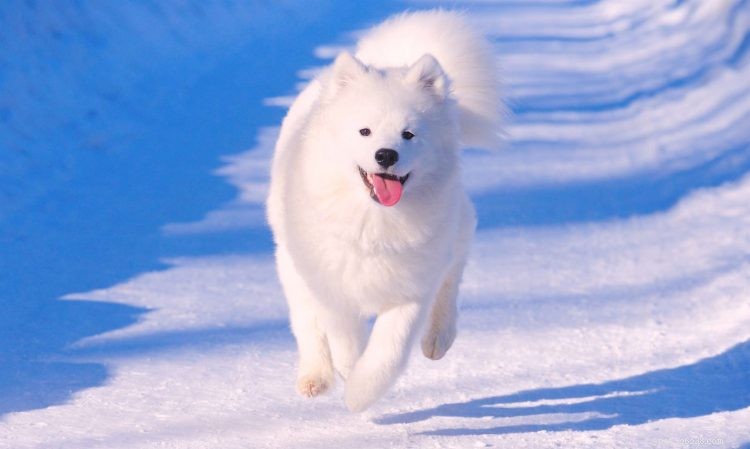 Top 5 Essential Facts About Samoyed Dogs