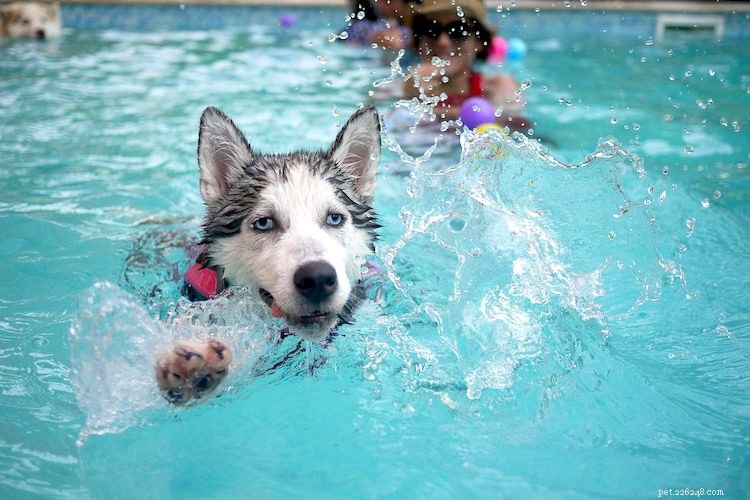 5 Essential Facts About Siberian Huskies You Should Know