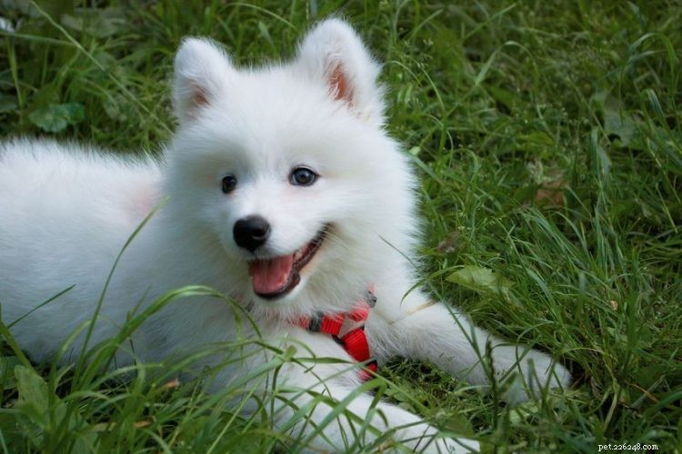 Top 5 Essential Facts About Samoyed Dogs