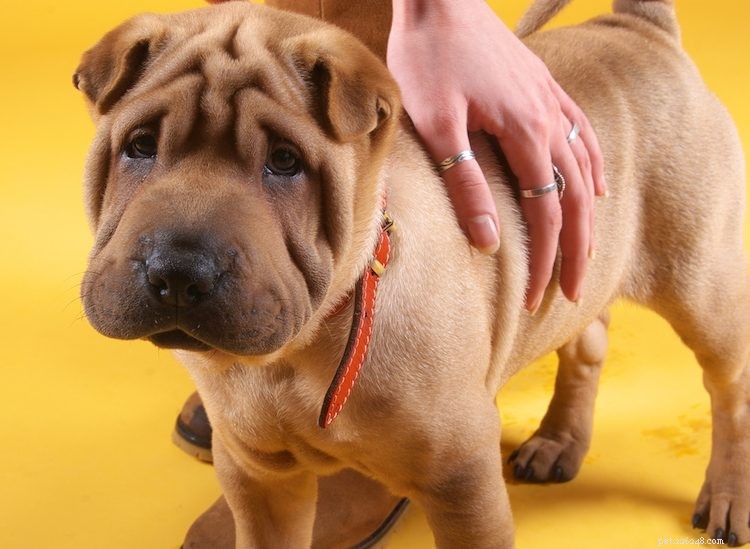 Discover 5 Essential Facts About the Majestic Shar‑Pei