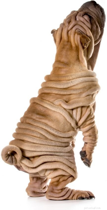 Discover 5 Essential Facts About the Majestic Shar‑Pei