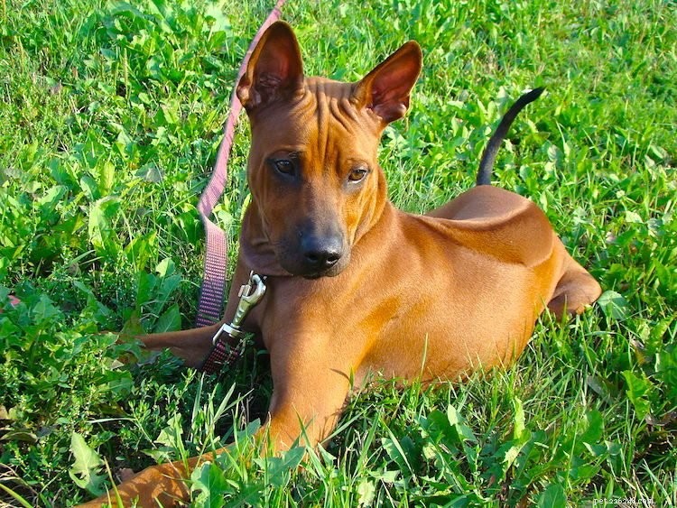 Essential Insights Into Thai Ridgebacks: What Every Owner Should Know