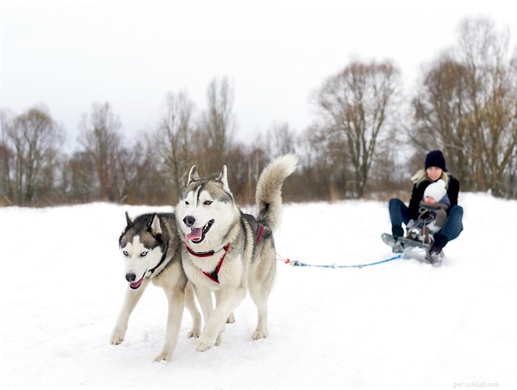 5 Essential Facts About Siberian Huskies You Should Know