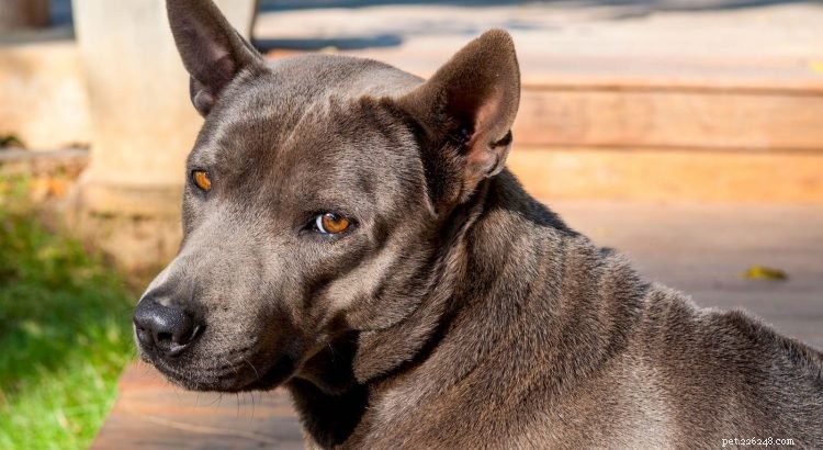 Essential Insights Into Thai Ridgebacks: What Every Owner Should Know