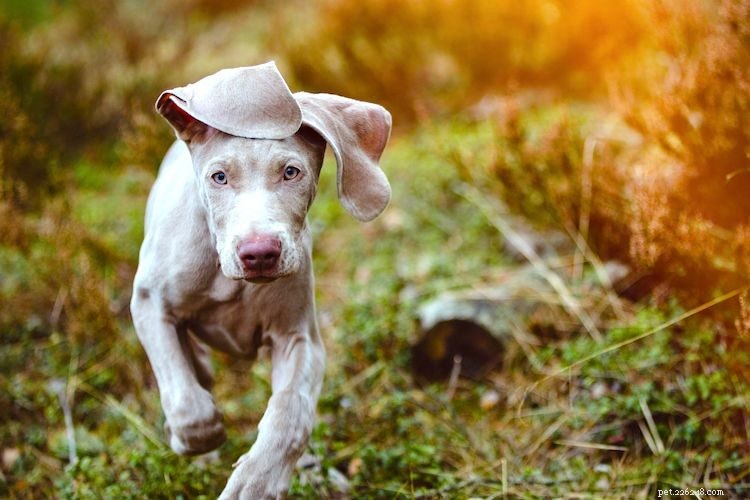 5 Essential Facts About Weimaraners: Size, Temperament, Care, and More