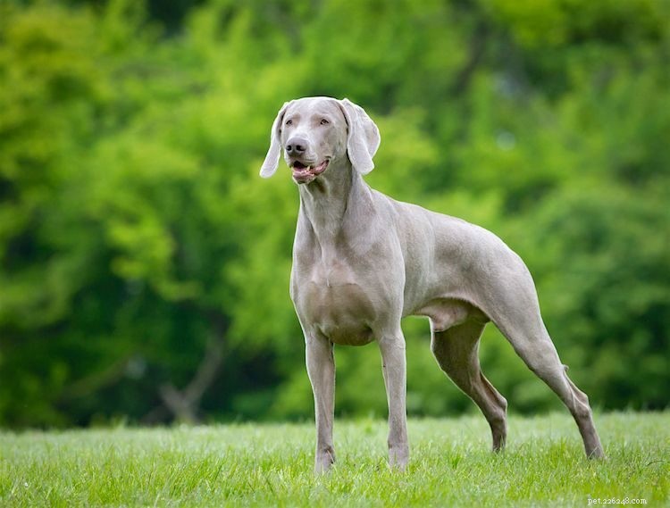 5 Essential Facts About Weimaraners: Size, Temperament, Care, and More