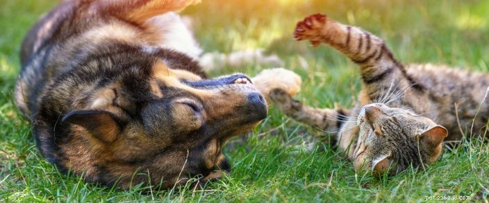Identifying Aggressive Tendencies in Dogs Toward Cats: A Practical Guide