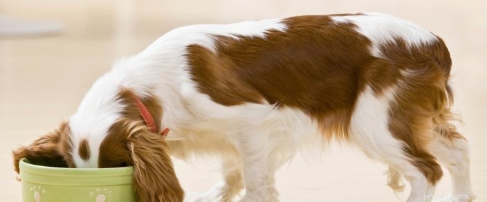 Choosing the Best Nutrition: Homemade vs. Store-Bought Pet Food