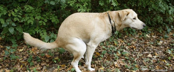 What Causes Dog Diarrhea and How to Address It