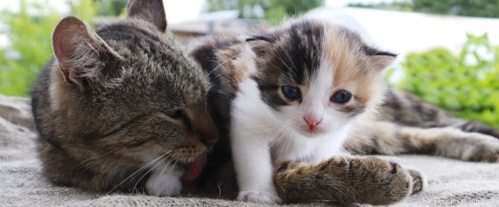 How to Safely Introduce a Kitten to Your Existing Cat: Expert Tips