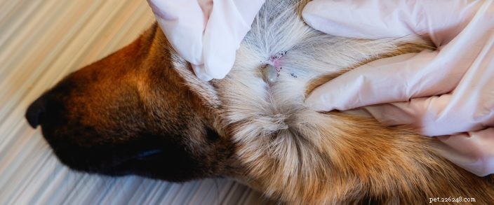 Essential Guide to Lyme Disease in Oregon: Prevention, Symptoms, and Care for You and Your Pets