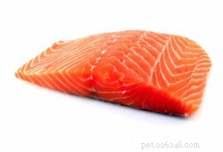 Salmon Poisoning in Dogs: How to Protect Your Pet from Fatal Fish Parasites