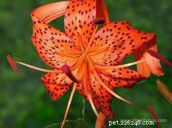 Lily Toxicity: Identify the Lilies That Can Kill Your Cat
