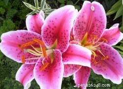 Lily Toxicity: Identify the Lilies That Can Kill Your Cat