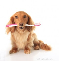 Chewable Dog Treats in Bend: Pros, Cons, and Dental Care Tips