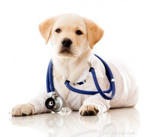Explore Blue Sky Vet Clinic’s Online Store for Affordable Pet Meds & Food