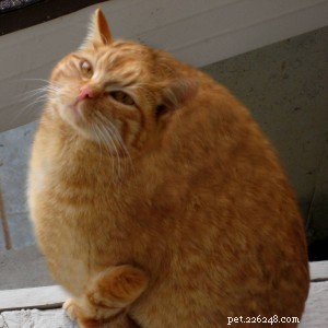Prevent Pet Obesity: Why Table Food Can Harm Your Dogs and Cats