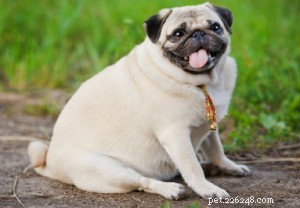 Prevent Pet Obesity: Why Table Food Can Harm Your Dogs and Cats