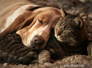 Prevent Holiday Pet Emergencies: Health Tips from Blue Sky Veterinary Clinic