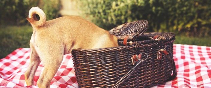 Avoid These BBQ Foods: Protect Your Pet from Harmful Ingredients